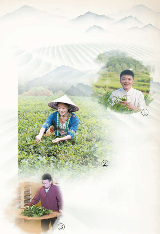 紫阳富硒制茶师（紫阳富硒茶的制作过程）-硒宝网