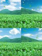 富硒生茶饼价格(原生态富硒茶)-硒宝网