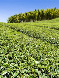 山西富硒普洱茶(普洱富硒茶的价格)-硒宝网