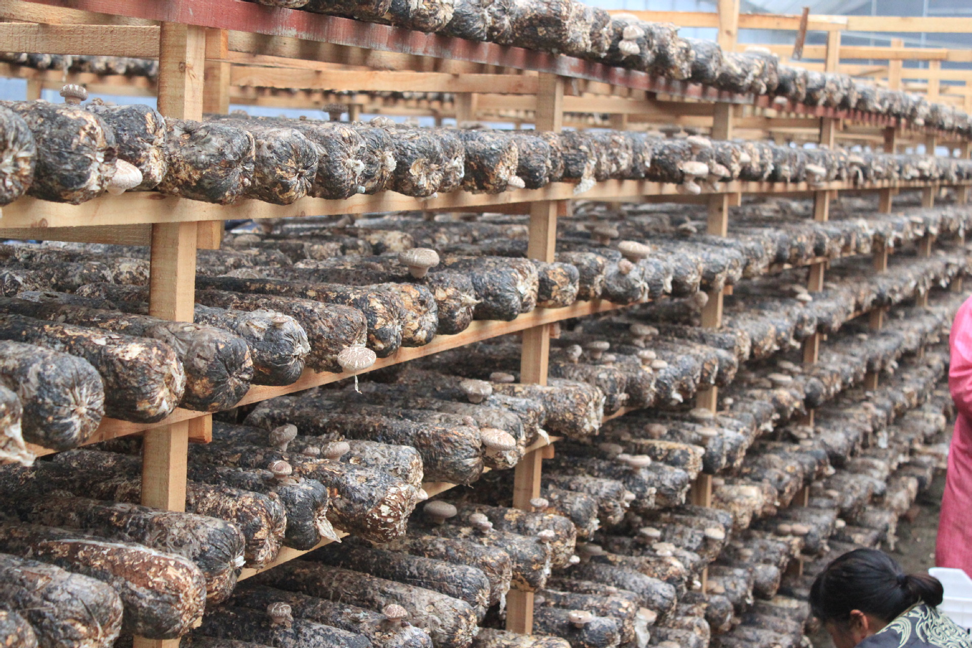 富硒藤茶有种植(种植富硒有藤茶的作用吗)-硒宝网