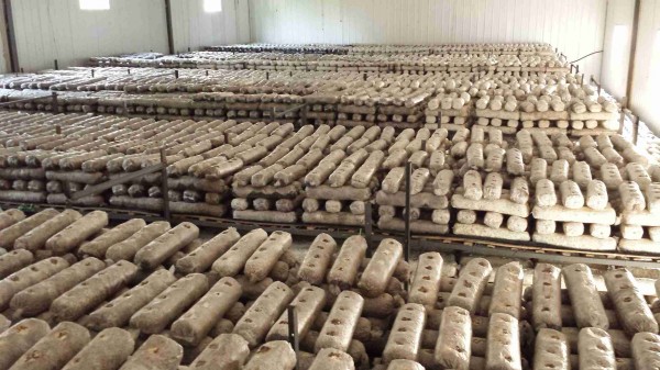 富硒藤茶有种植(种植富硒有藤茶的作用吗)-硒宝网