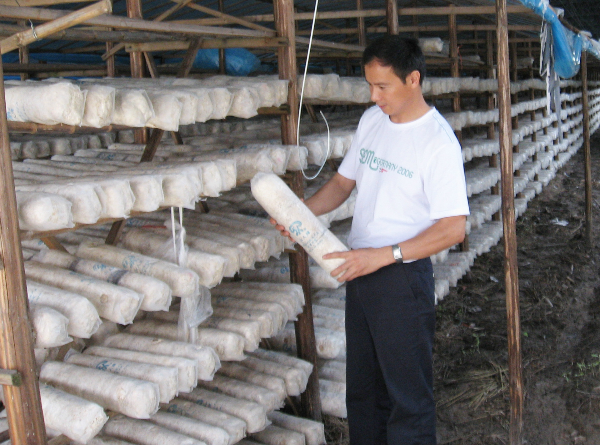 富硒藤茶有种植(种植富硒有藤茶的作用吗)-硒宝网