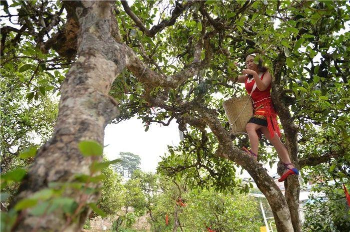 北京富硒普洱茶（普洱茶硒含量）-硒宝网