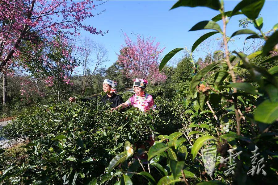 北京富硒普洱茶（普洱茶硒含量）-硒宝网