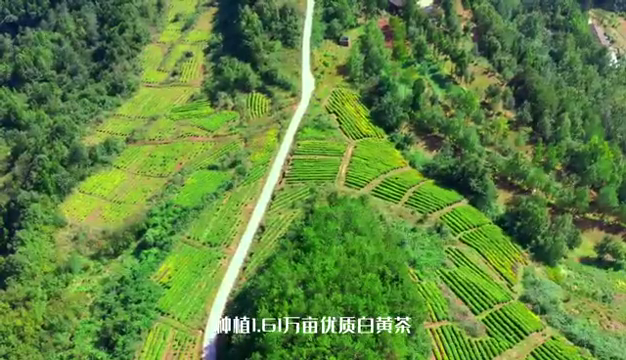茶之峰富硒白茶(茶峰白茶富硒含量多少)-硒宝网