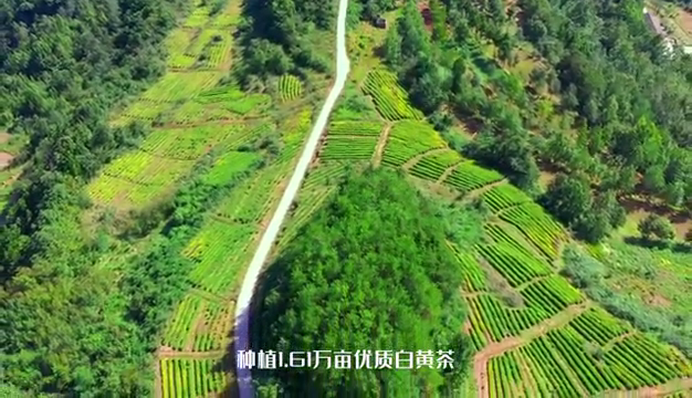 茶之峰富硒白茶(茶峰白茶富硒含量多少)-硒宝网