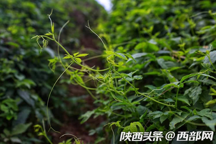 陕西利平富硒茶(平利县富硒茶)-硒宝网