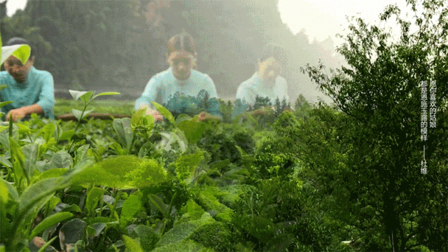 润邦富硒茶公司(德润富硒茶)-硒宝网