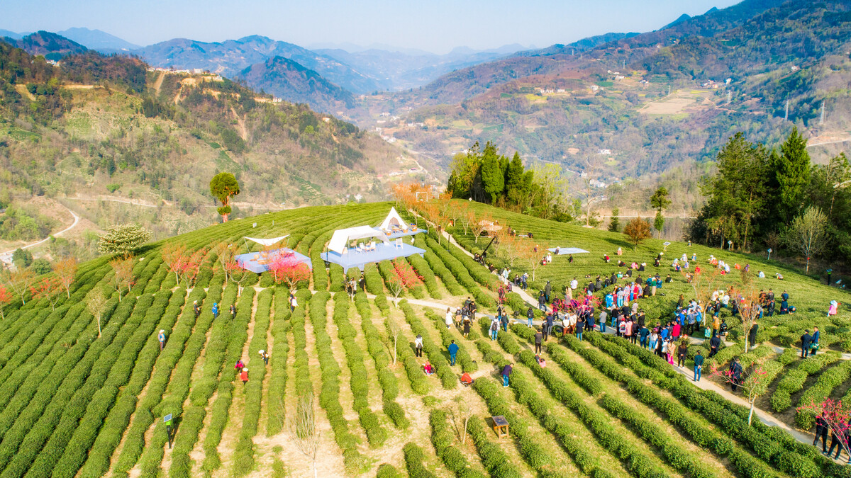 若素安康富硒茶（安康富硒茶多少钱一斤）-硒宝网