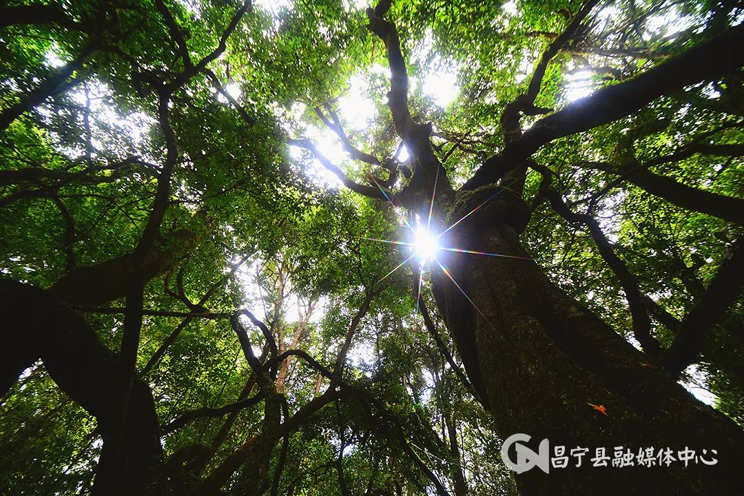 翁堵雪山富硒茶（翁堵雪山富硒茶）-硒宝网
