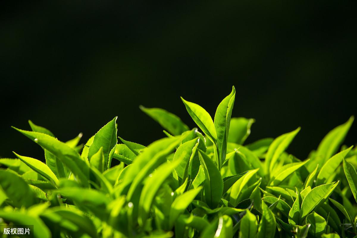 恩施富硒茶兰香(恩施富硒茶21年新茶价格)-硒宝网