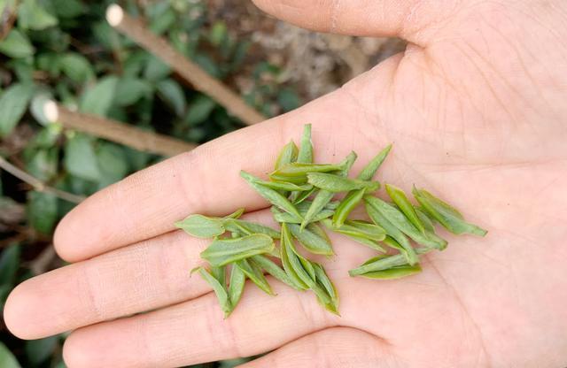 恩施富硒茶兰香(恩施富硒茶21年新茶价格)-硒宝网