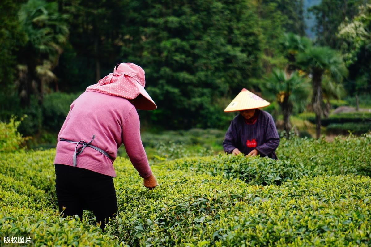 恩施富硒茶兰香(恩施富硒茶21年新茶价格)-硒宝网