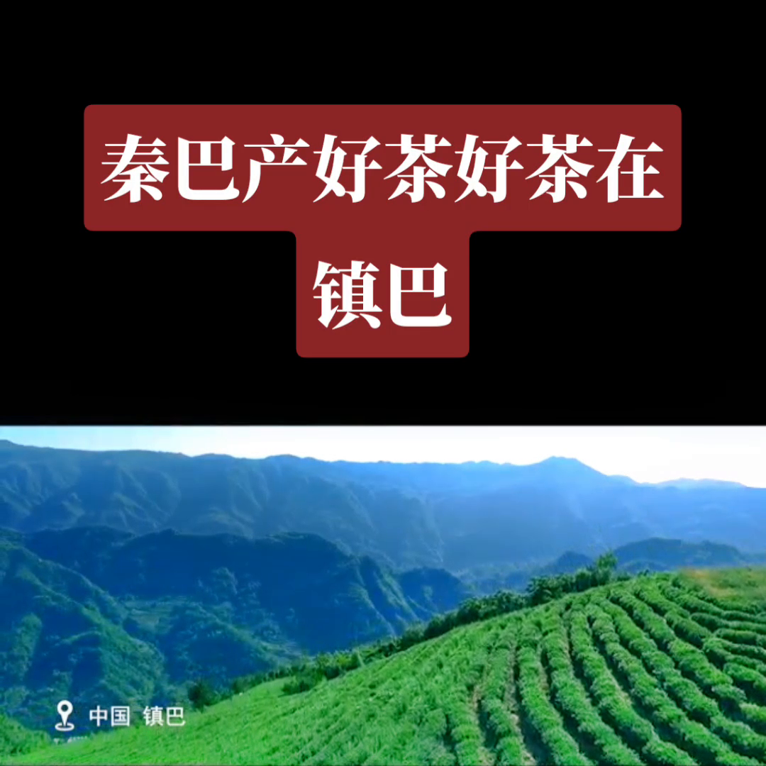 汉中有机富硒茶（陕西富硒茶）-硒宝网