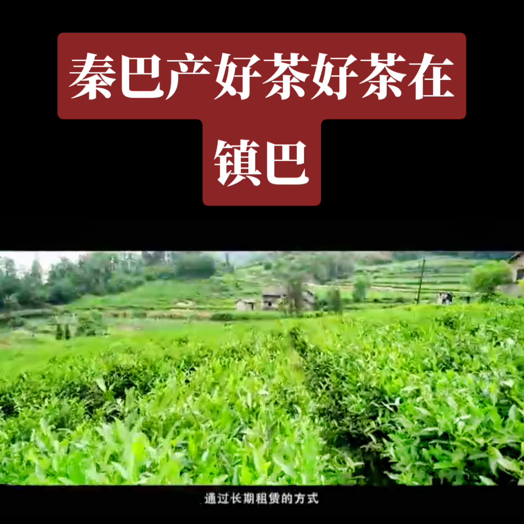 汉中有机富硒茶（陕西富硒茶）-硒宝网