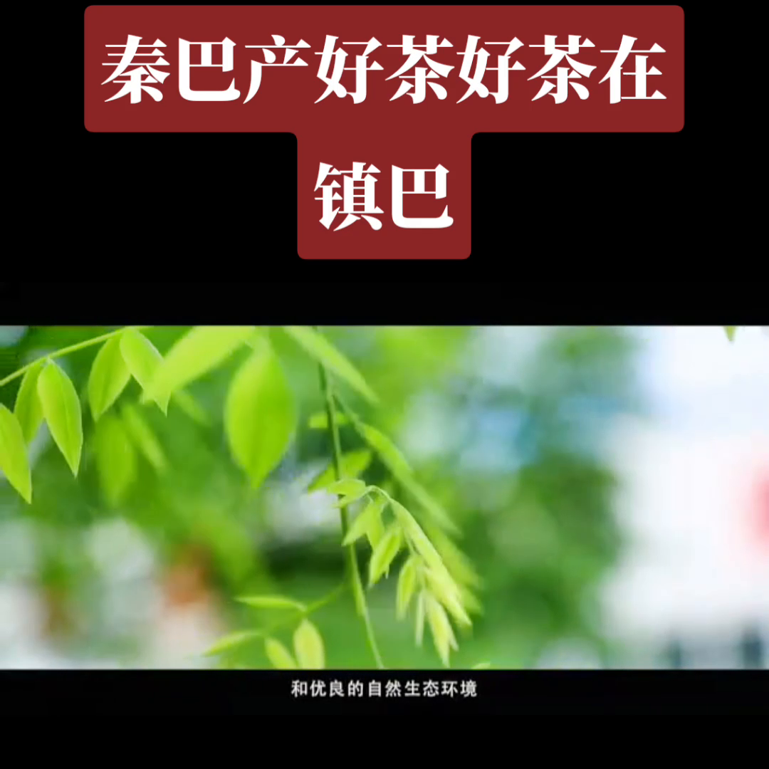 汉中有机富硒茶（陕西富硒茶）-硒宝网