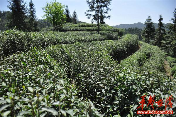 富硒茶基地产量(富硒茶市场分析)-硒宝网