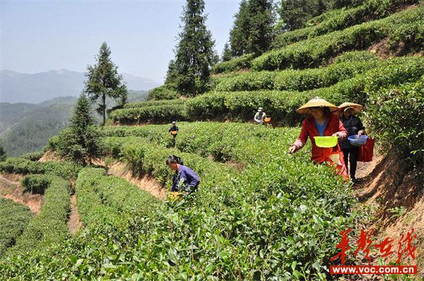 富硒茶基地产量(富硒茶市场分析)-硒宝网