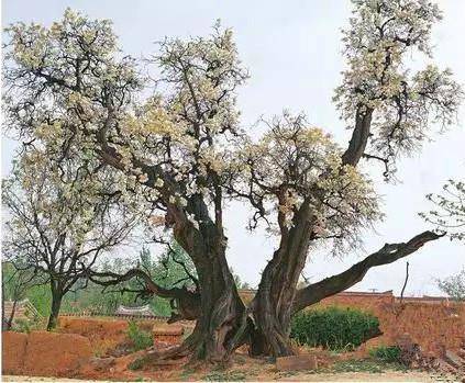 天然富硒养生茶(原生态富硒茶)-硒宝网