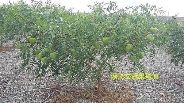 天然富硒养生茶(原生态富硒茶)-硒宝网