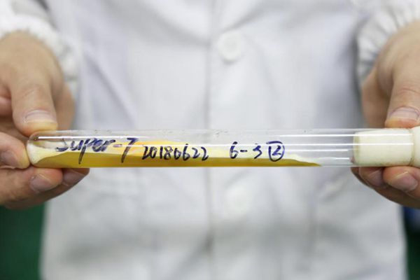 富硒虫花青柑茶（虫茶功效）-硒宝网