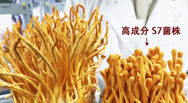 富硒虫花青柑茶（虫茶功效）-硒宝网