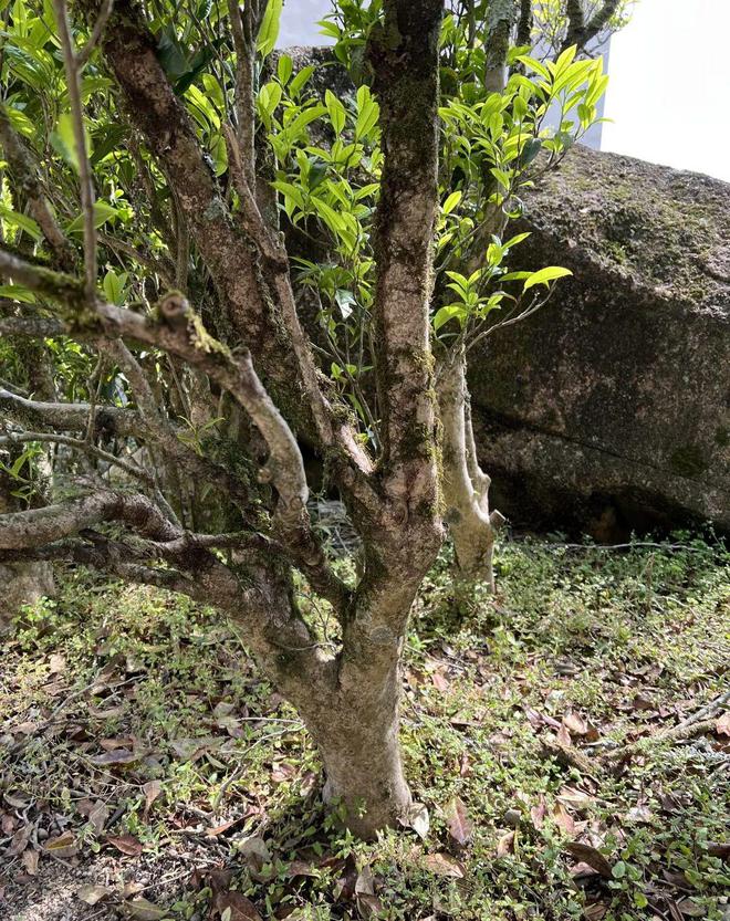 富硒茶凤凰单丛(单丛凤凰茶叶)-硒宝网