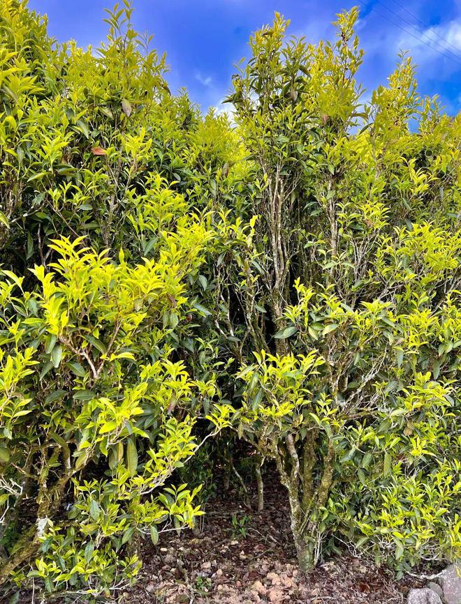富硒茶凤凰单丛(单丛凤凰茶叶)-硒宝网