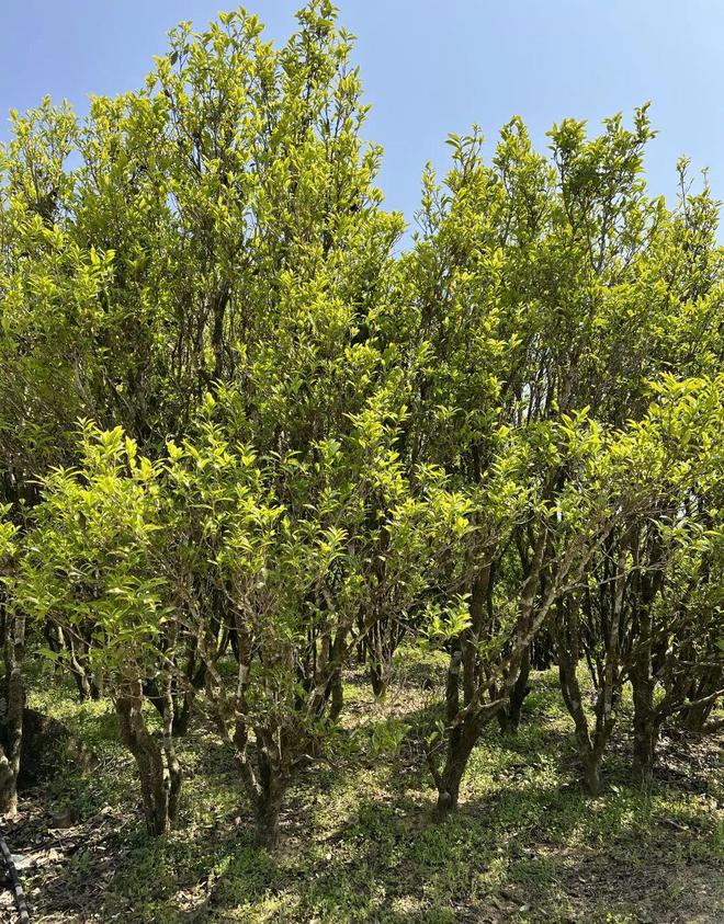 富硒茶凤凰单丛(单丛凤凰茶叶)-硒宝网