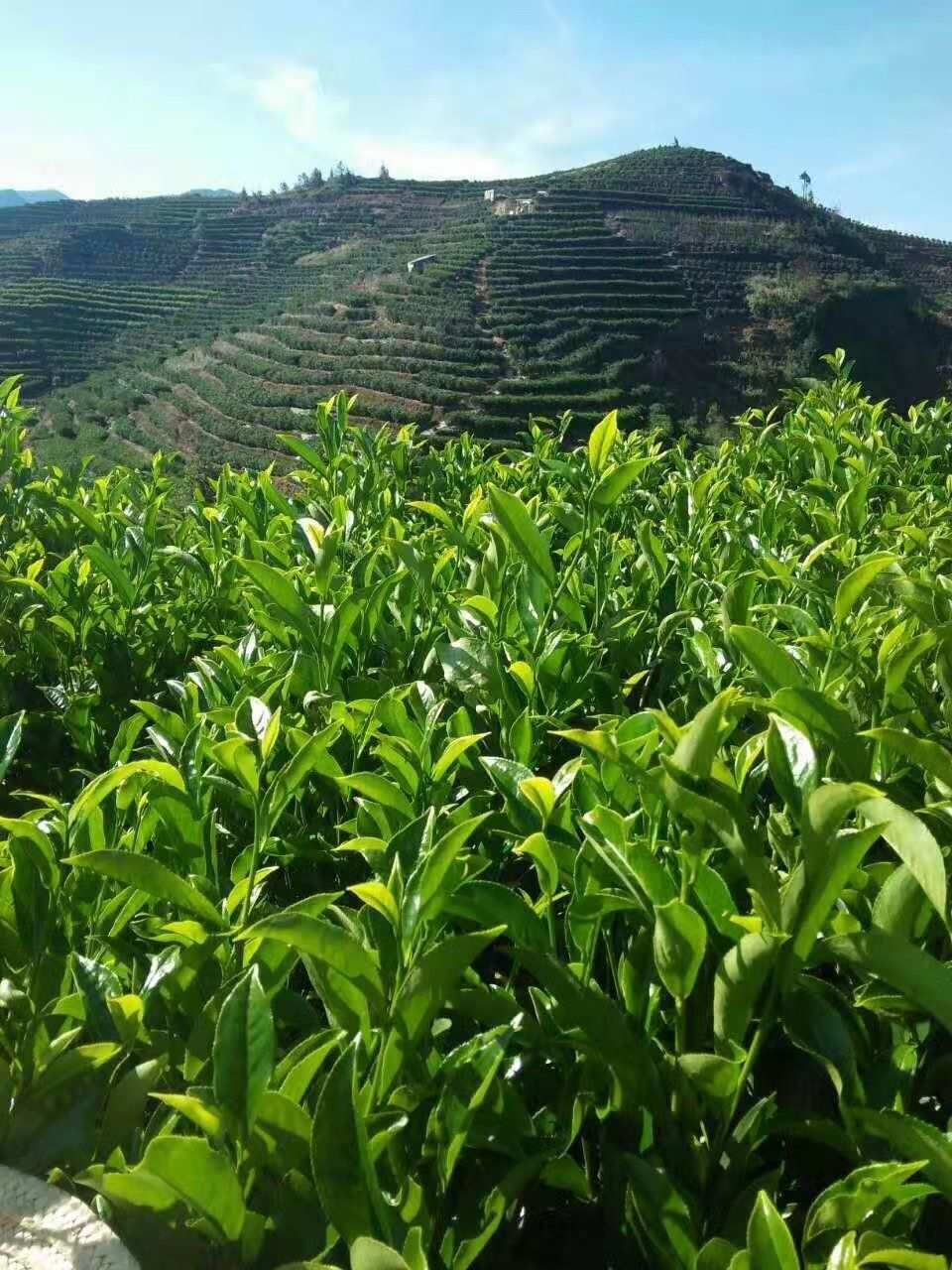 富硒茶凤凰单丛(2020年凤凰单丛茶报告)-硒宝网