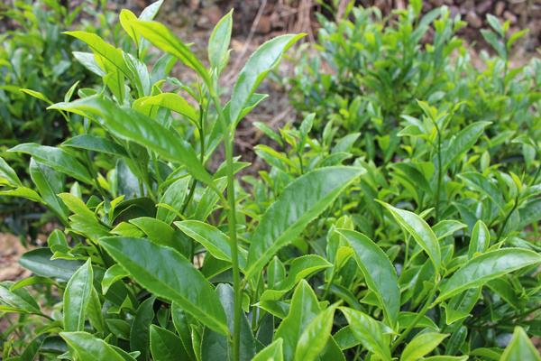 富硒茶凤凰单丛(2020年凤凰单丛茶报告)-硒宝网