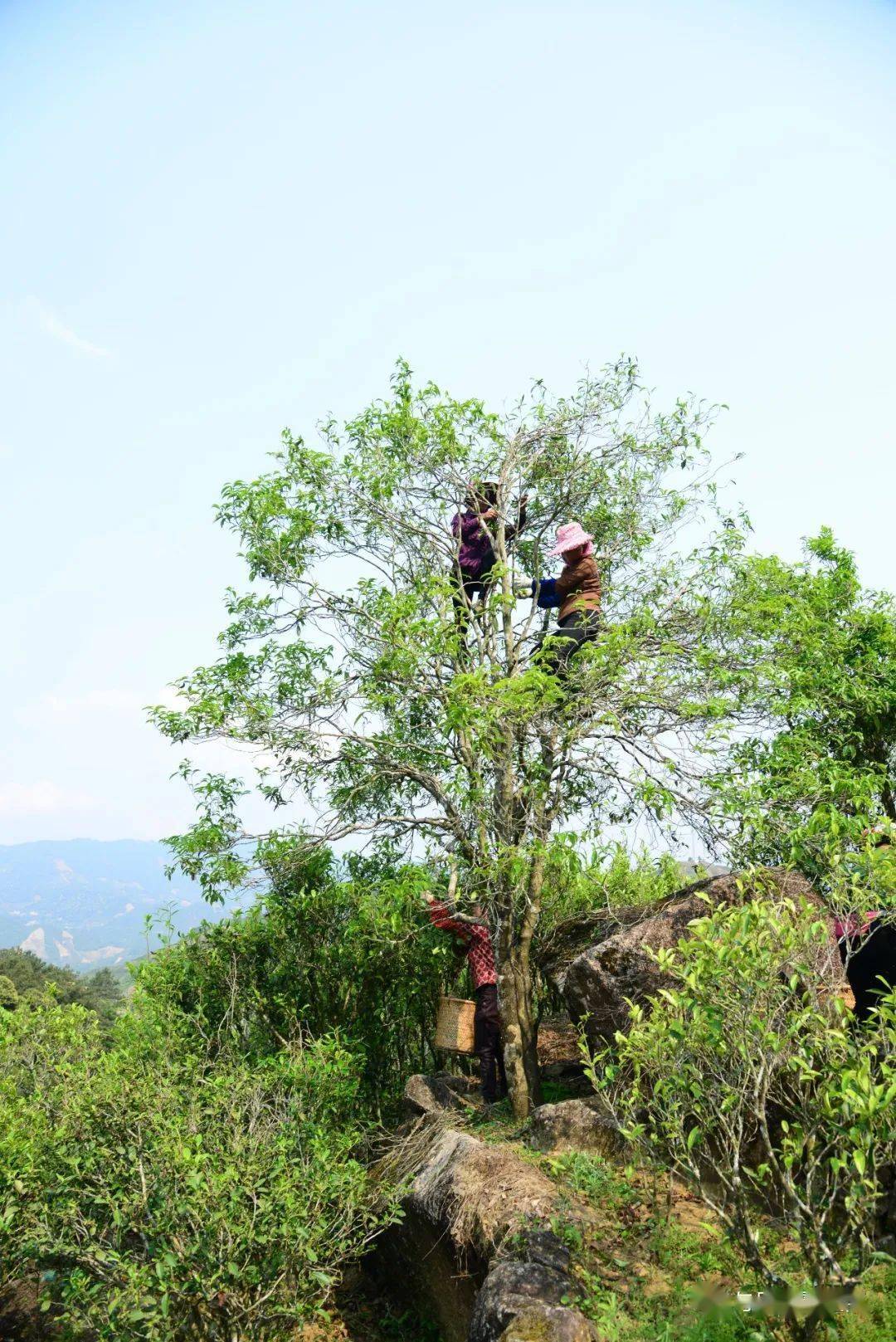 富硒茶凤凰单丛(2020年凤凰单丛茶报告)-硒宝网