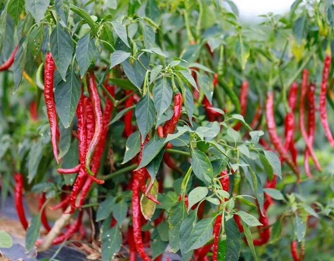 昆明富硒生茶饼(云南富硒古树茶)-硒宝网