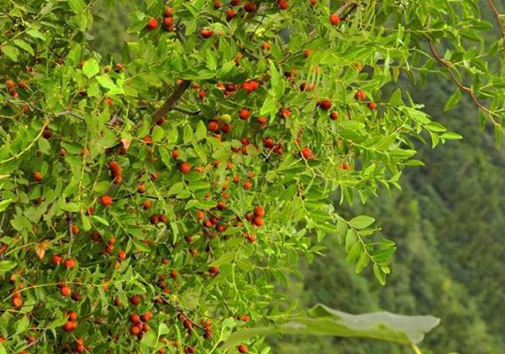 昆明富硒生茶饼(云南富硒古树茶)-硒宝网