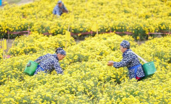 昆明富硒生茶饼(云南富硒古树茶)-硒宝网