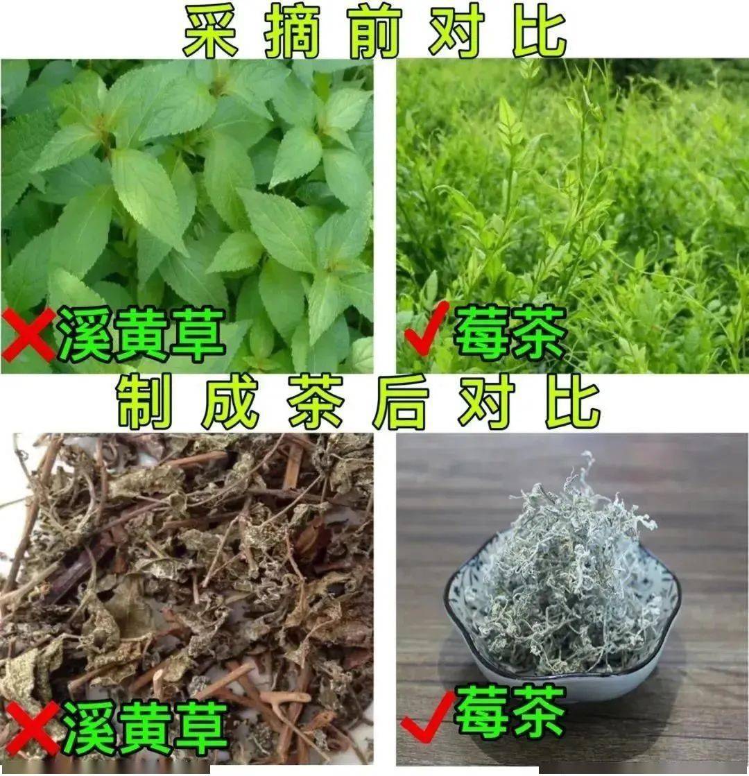 野生富硒莓茶粉(莓茶粉末)-硒宝网