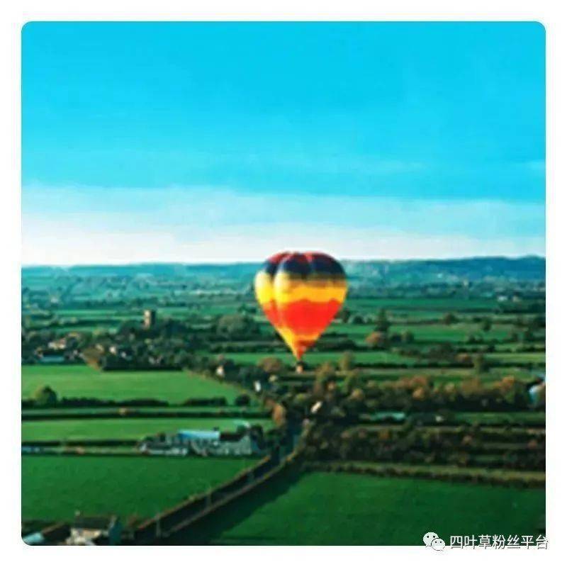 野生富硒莓茶粉(莓茶粉末)-硒宝网