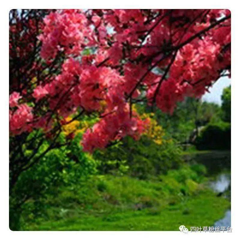 野生富硒莓茶粉(莓茶粉末)-硒宝网