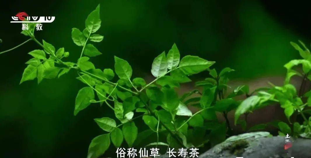 野生富硒莓茶粉(莓茶粉末)-硒宝网