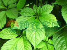 野生富硒莓茶粉（野生莓茶的副作用）-硒宝网