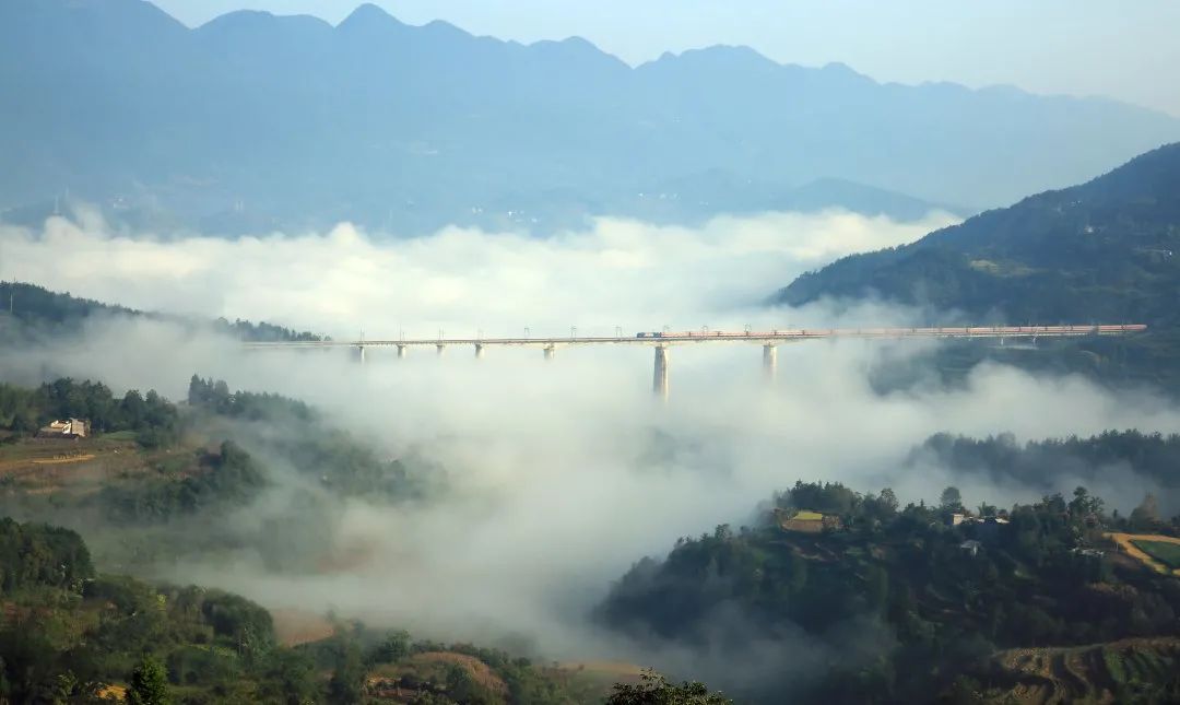 恩施富硒茶珍姐（珍硒绿茶湖北）-硒宝网