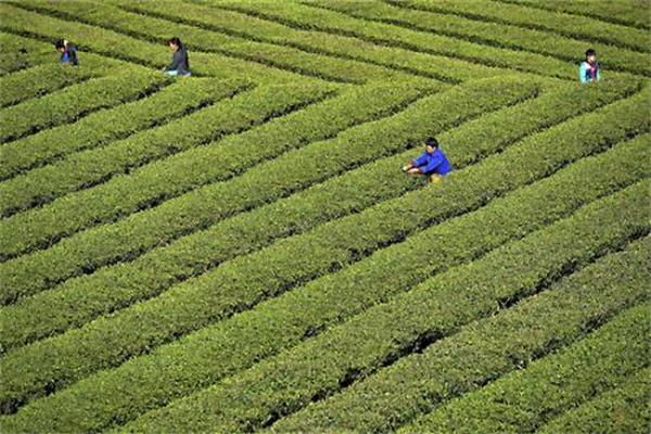 富硒茶是哪里的（富硒茶中的硒指什么）-硒宝网