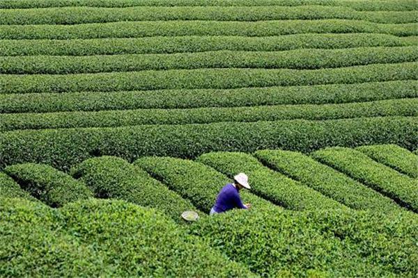 富硒茶是哪里的（富硒茶中的硒指什么）-硒宝网