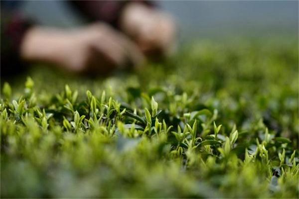 富硒茶是哪里的（富硒茶中的硒指什么）-硒宝网