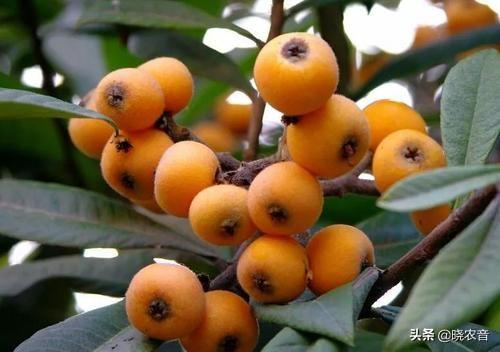 台州富硒生茶饼(石台富硒茶叶)-硒宝网