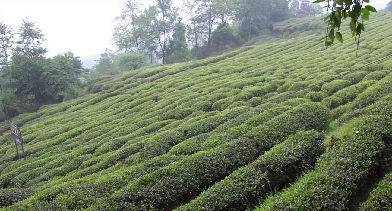 台州富硒生茶饼(富硒茶价格表)-硒宝网