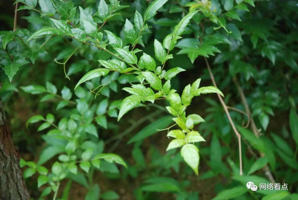 富硒藤茶助睡眠(助睡眠富硒藤茶有效果吗)-硒宝网