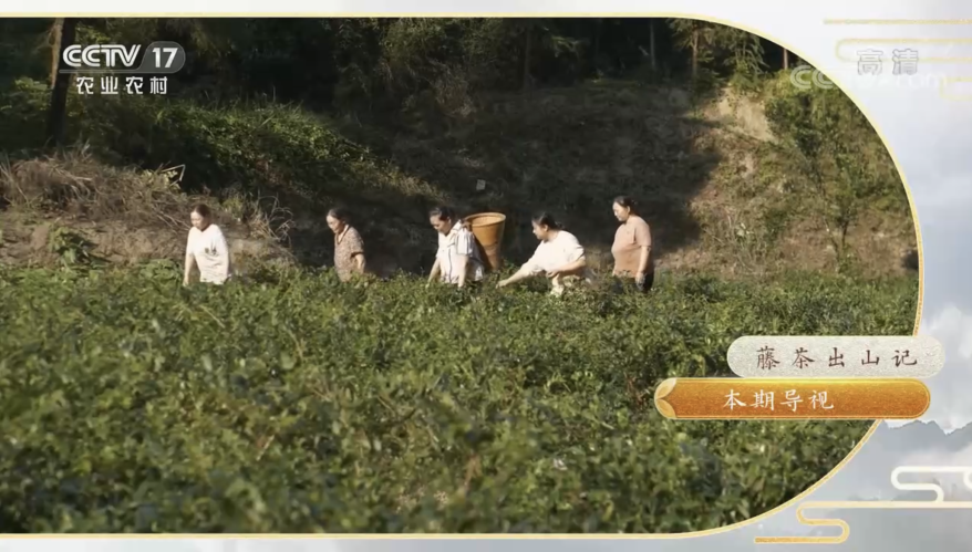 富硒茶专题报告（富硒茶产业国内现状）-硒宝网