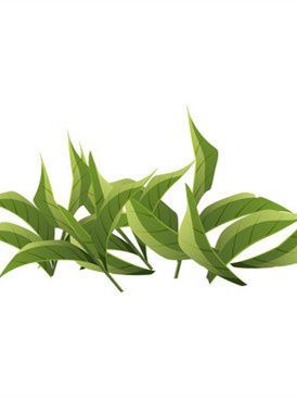 富硒藤茶的属性（富硒藤茶是什么植物）-硒宝网