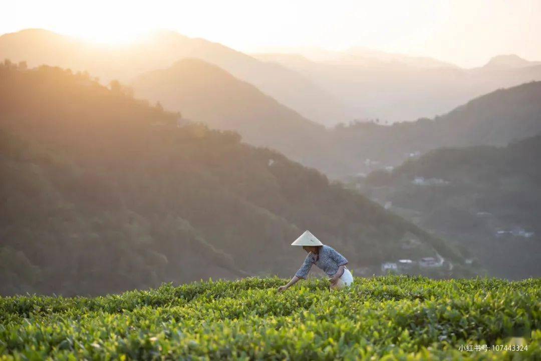 安康富硒茶翠峰（安康富硒茶是绿茶吗）-硒宝网